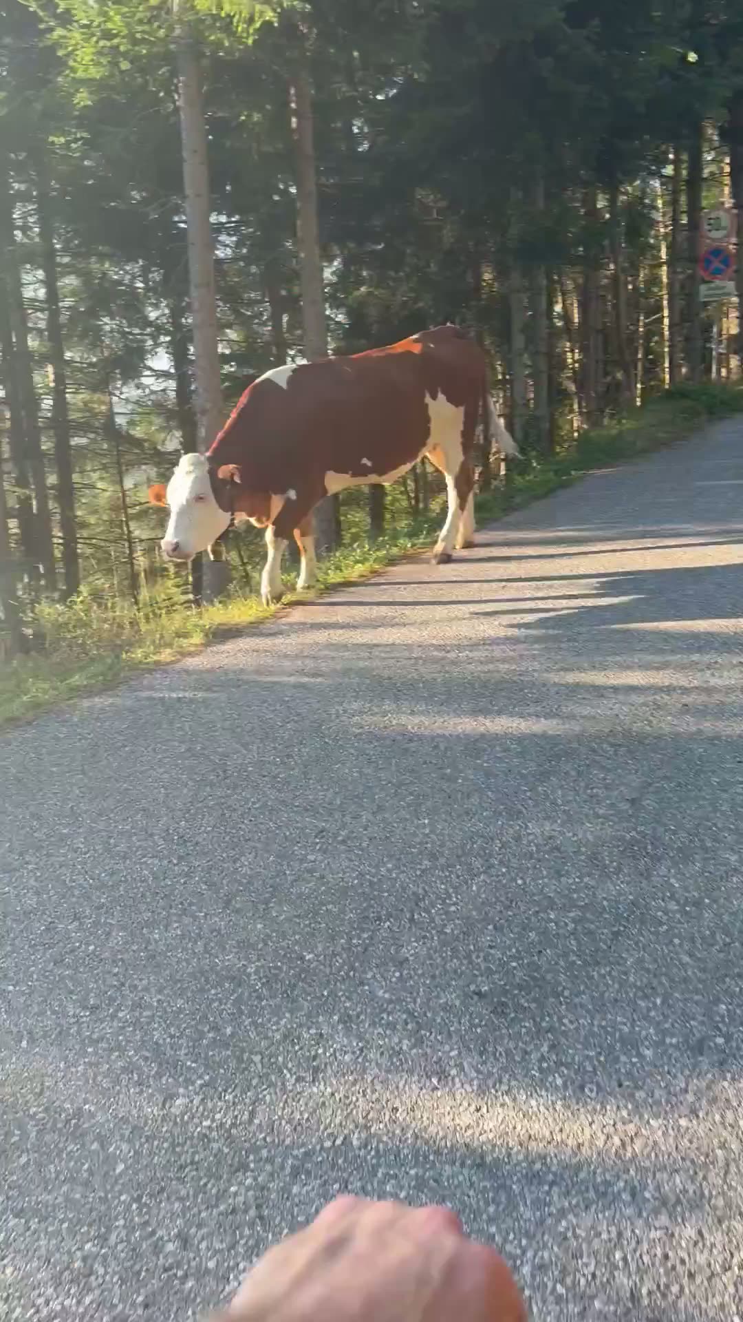 Trattberg Panorama Tour — Video 9